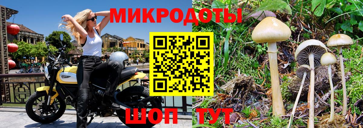 Галлюциногенные грибы Cubensis Канск